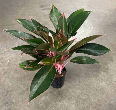 Pink Diamond Aglaonema